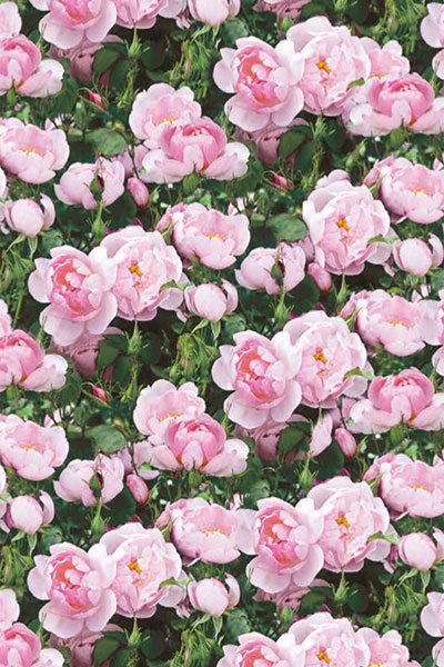 charming very irresistible