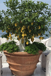 lemon tree in positano