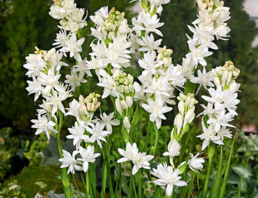 tuberose